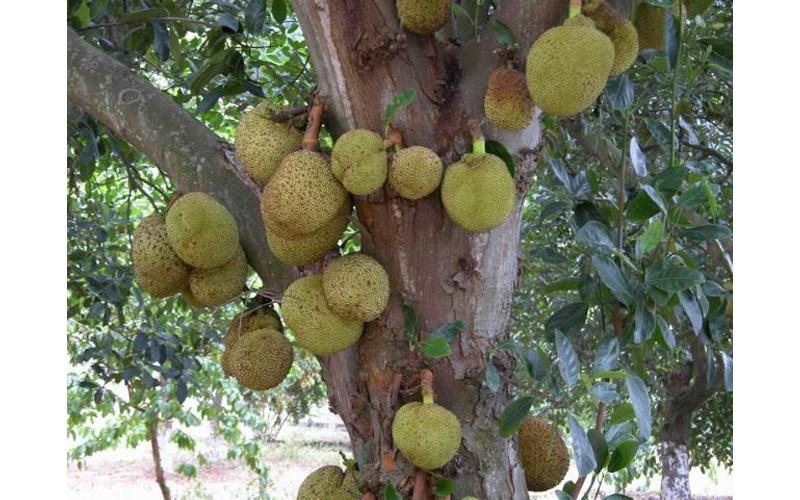 菠萝蜜 Artocarpus heterophyllus Lam.