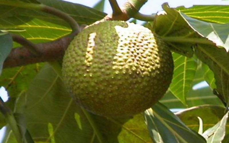面包果 Artocarpus incisa (Thunb.) L. f.