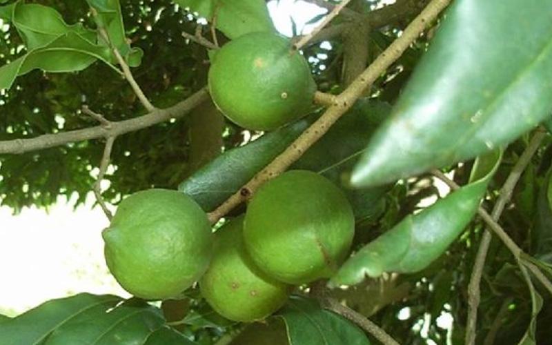 澳洲坚果 Macadamia tetraphylla Johnson