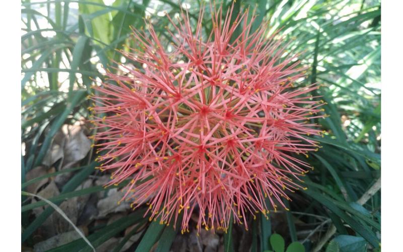 Haemanthus multiflorus 网球花