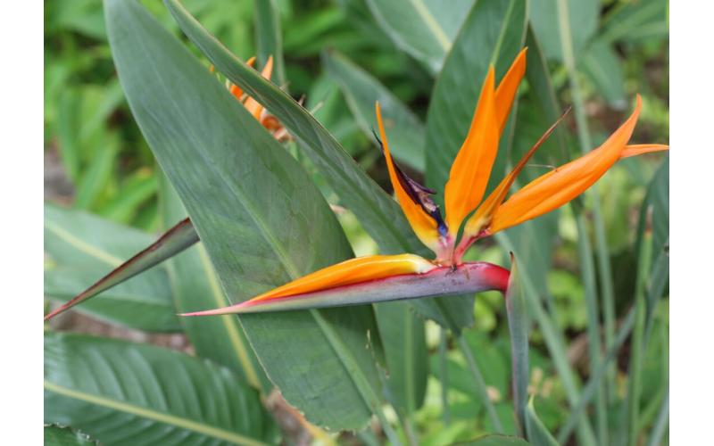 Strelitzia reginae 鹤望兰