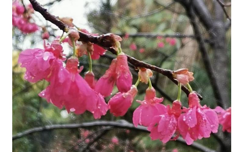 福建山樱花