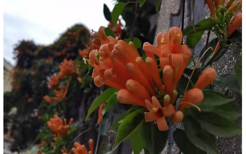炮仗花