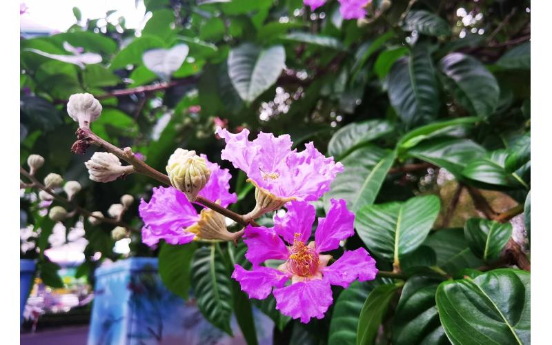 大花紫薇