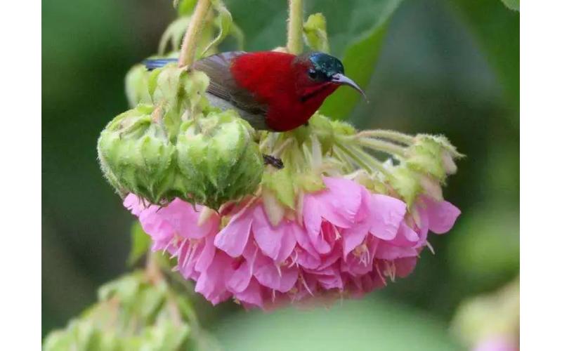“芙蓉”簪花迎新春