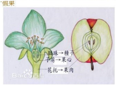 什么是果实_html_3bb72fbf3e9f15e6.png