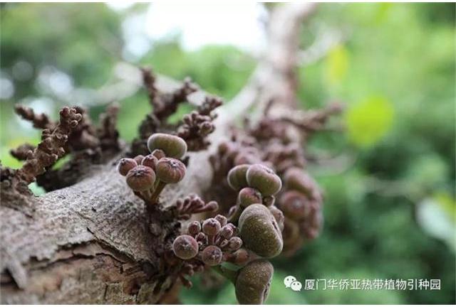 神奇的老茎生花植物——大果榕
