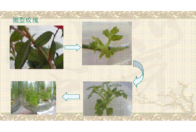 植物组培与脱毒、抗病种苗选育研究