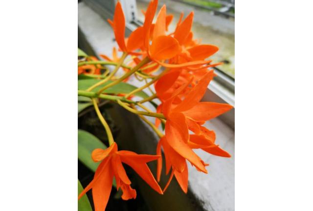 观赏植物区