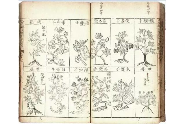 植物科学画